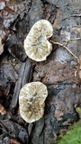 Protubera sabulonensis image