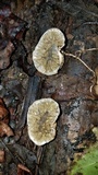 Protubera sabulonensis image