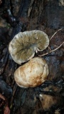 Protubera sabulonensis image
