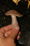 Tylopilus plumbeoviolaceus image
