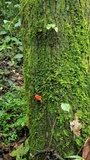 Laternea pusilla image
