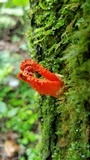 Laternea pusilla image