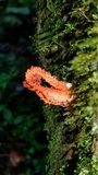 Laternea pusilla image