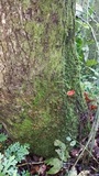 Laternea pusilla image