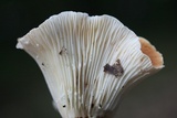 Lactifluus hygrophoroides image