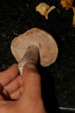 Tylopilus plumbeoviolaceus image