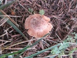 Inocybe lacera image