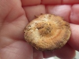 Inocybe lacera image