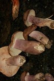 Tylopilus plumbeoviolaceus image