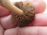 Inocybe lacera image