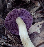 Cortinarius corrugatus image