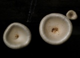Lentinus sajor-caju image