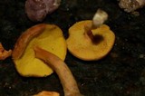 Boletus innixus image