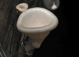 Lentinus sajor-caju image