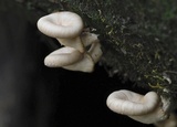 Lentinus sajor-caju image