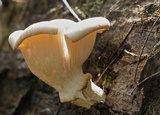 Lentinus sajor-caju image