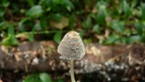 Coprinopsis variegata image