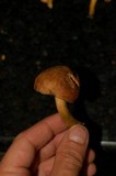 Boletus innixus image