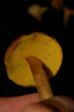 Boletus innixus image