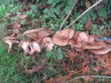 Paxillus involutus image