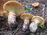 Suillus caerulescens image
