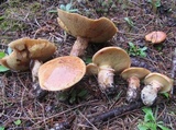 Suillus caerulescens image