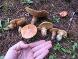Suillus caerulescens image