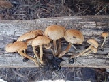 Pholiota brunnescens image
