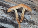 Pholiota brunnescens image