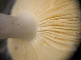 Russula fragilis image