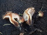 Pholiota brunnescens image