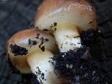 Pholiota brunnescens image