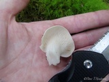 Pleurotus pulmonarius image