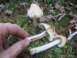 Inocybe rimosa image