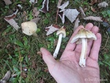 Inocybe rimosa image