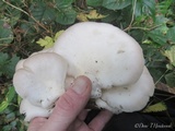 Pleurotus pulmonarius image
