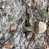 Amanita longicuneus image