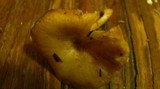 Chrysomphalina strombodes image