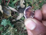 Chondrostereum purpureum image