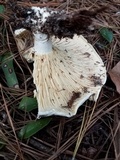 Lactarius piperatus image