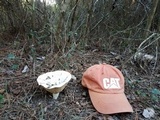 Lactarius piperatus image