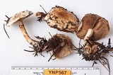 Pholiota olivaceophylla image