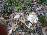 Lactarius piperatus image
