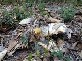 Lactarius piperatus image