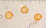 Amanita sect. Vaginatae image