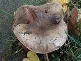 Tricholoma dryophilum image