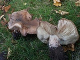 Tricholoma dryophilum image