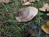 Tricholoma dryophilum image