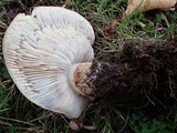 Tricholoma dryophilum image