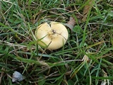 Russula lutea image